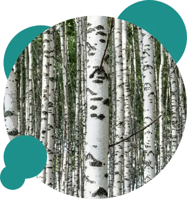 白樺の木